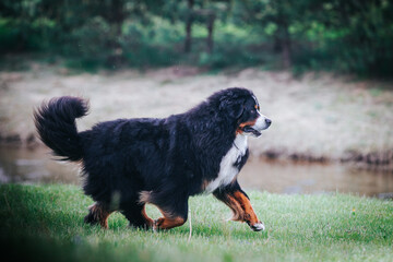 Bernese mountain dog in green park background. Active and funny bernese.	