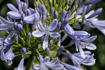 blue agapanthus flower