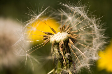 Dandelion in macro shot on a background of nature
