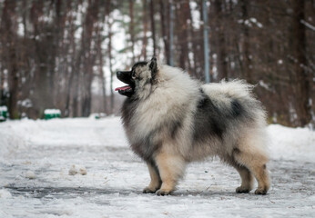 Keeshond dog posing outside in winter park.	