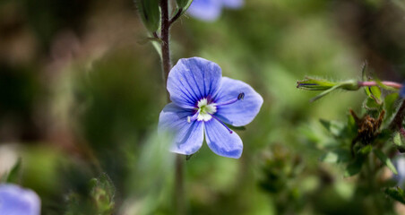 beautiful blue flowers in macro shot on nature background