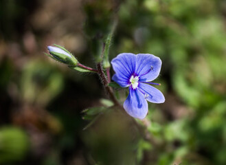 beautiful blue flowers in macro shot on nature background