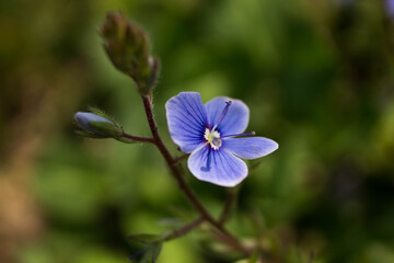 beautiful blue flowers in macro shot on nature background