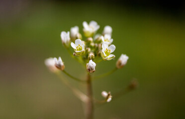 small white flowers in macro shot on nature background