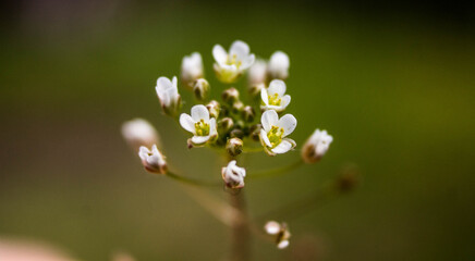 small white flowers in macro shot on nature background
