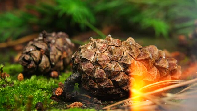 Dry pine cone on fire. Forest fire.
A closeup of a pine cone that lies on the ground with moss. In the foreground is a flame of fire and smoke. Slow motion of the camera from left to right.