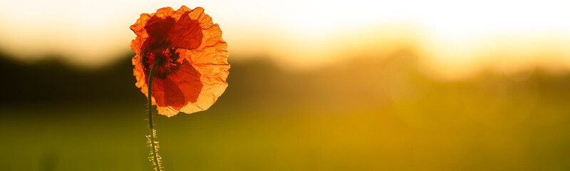 Single poppy in a wild meadow