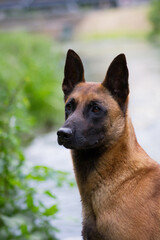 Malinois portrait in the watter.	