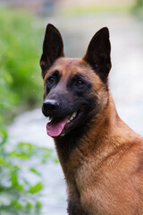 Malinois portrait in the watter.	