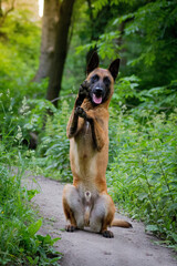 Malinois portrait in the watter.	