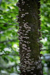 Mushroom tree