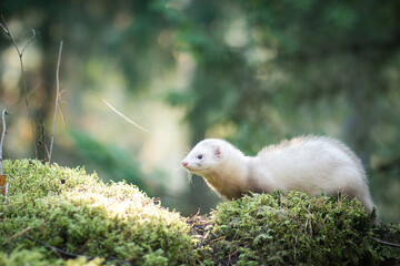 Fluffy ferret pet posing in the forest.