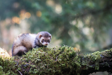 Fluffy ferret pet posing in the forest.