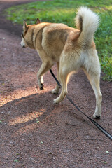 The dog is on a leash in front of the host the path of the Park. Rear view