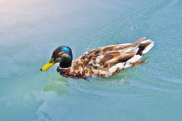 Mallard green head duck swimming in a blue pond
