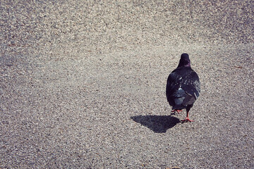 lonely pigeon stand on the ground with nice shadow