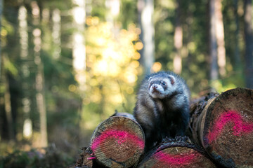 Fluffy ferret pet posing in the forest.