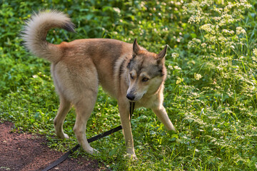 Naklejka na ściany i meble Husky dog walking on green grass on a leash