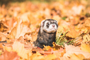 Fluffy ferret pet posing in the forest.	