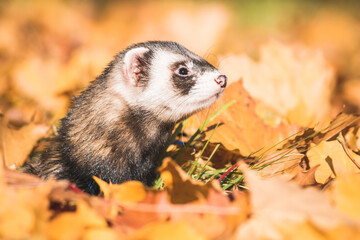 Fluffy ferret pet posing in the forest.