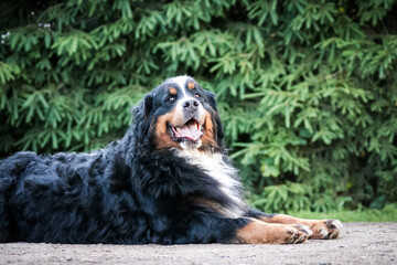 Bernese mountain dog in park  roses background.  Flowers around and dog.