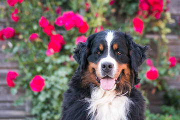 Bernese mountain dog in park  roses background.  Flowers around and dog.