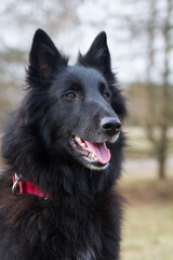 Groenendael dog lie on the grass in the park.