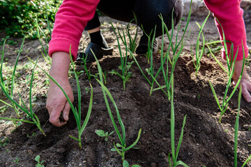 Woman hand pulling out some weeds at garden during spring.