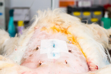 close-up photo of a bandage applied after abdominal surgery in dog