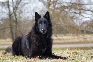 Groenendael dog lie on the grass in the park.