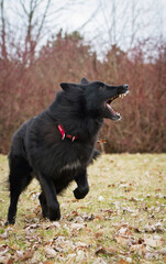 Groenendael dog lie on the grass in the park.