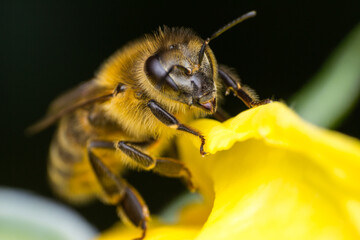 macro photo of a bee on the yellow flower