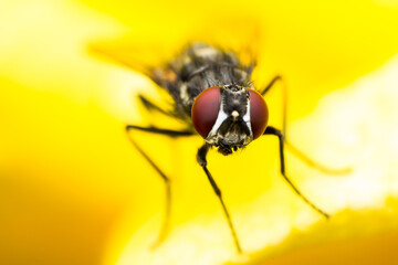 macro photo of a fly in spring season