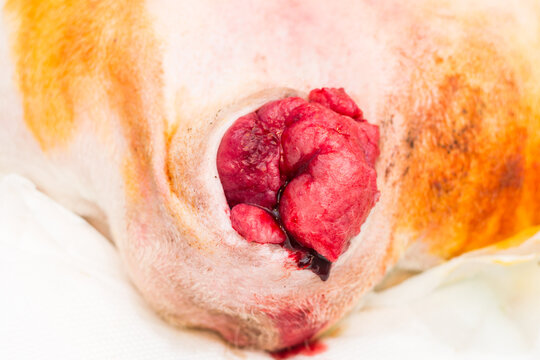 Canine transmissible venereal tumour (CTVT) — Transmissible Cancer Group in female dog, Sticker sarcoma before surgery