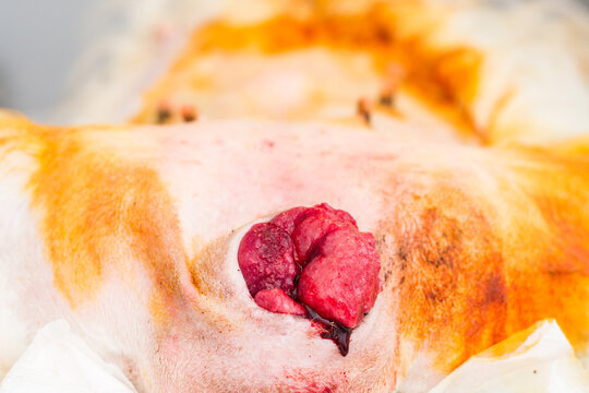 Canine transmissible venereal tumour (CTVT) — Transmissible Cancer Group in female dog, Sticker sarcoma before surgery