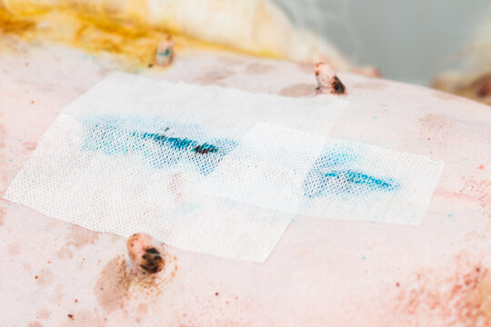 close-up photo of a bandage applied after abdominal surgery in dog