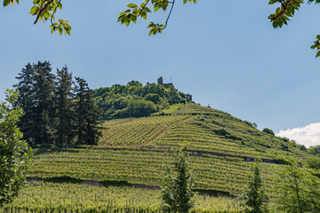 Blick auf den Weinberg und die Burg Staufen im Breisgau, Baden-Württemberg, Deutschland 