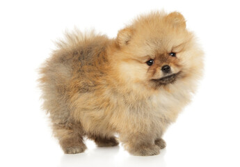 Cute Pomeranian Spitz puppy