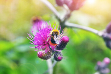 bumble bee on fluffy pink blossom flower with sunny light lens flare photo taken from behind