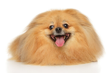 Portrait of Pomeranian Spitz