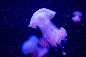 Beautiful blue jellyfish in neon light floating in the aquarium.