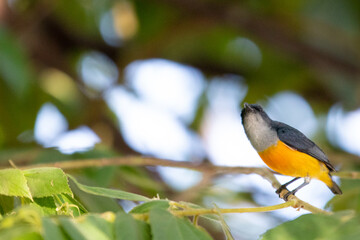 Orange-bellied Flowerpecker in thailand.
