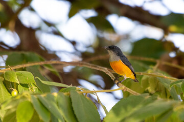 Orange-bellied Flowerpecker in thailand.
