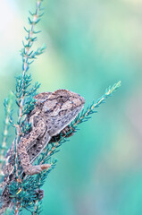 Macro shots, Beautiful nature scene green chameleon 