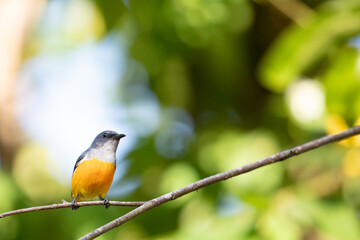 Orange-bellied Flowerpecker in thailand.
