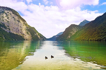 Fototapeta na wymiar emerald clear fresh water Konigssee Lake deepest and cleanest lake at summer sunny time with mallard duck in Salzburg Germany