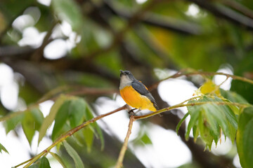 Orange-bellied Flowerpecker in thailand.
