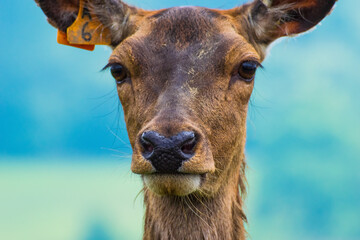 Deer are the hoofed ruminant mammals forming the family Cervidae. The two main groups of deer are the Cervinae, including the muntjac, the elk, the fallow deer, and the chital  and the Capreolinae, in © vijit
