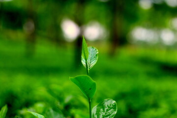 Green Tea leaves bokeh background texture. Sunshine nature in the tea garden. Blurred background for web banner. 