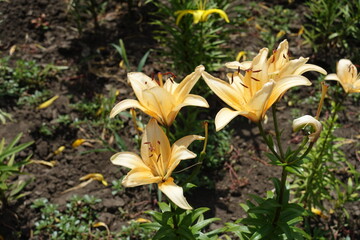 Pale orange flowers of lilies in June